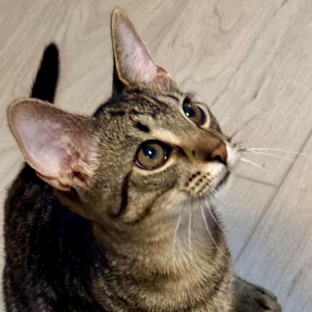 Kenny, Adoptable, Kitten Male Domestic Short Hair.