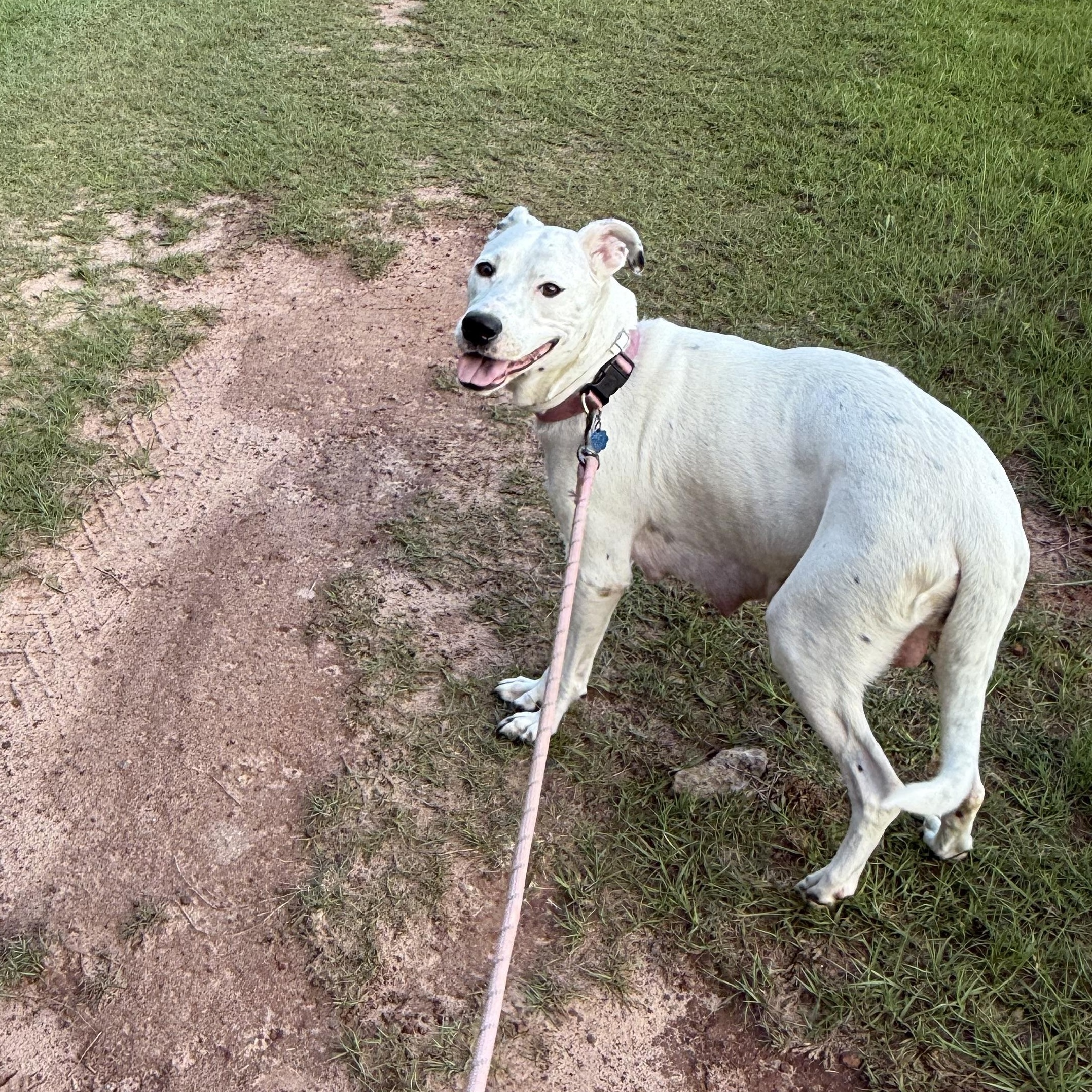Chloe, a ADOPTABLE mixed breed in Leesburg, GA image 2/2