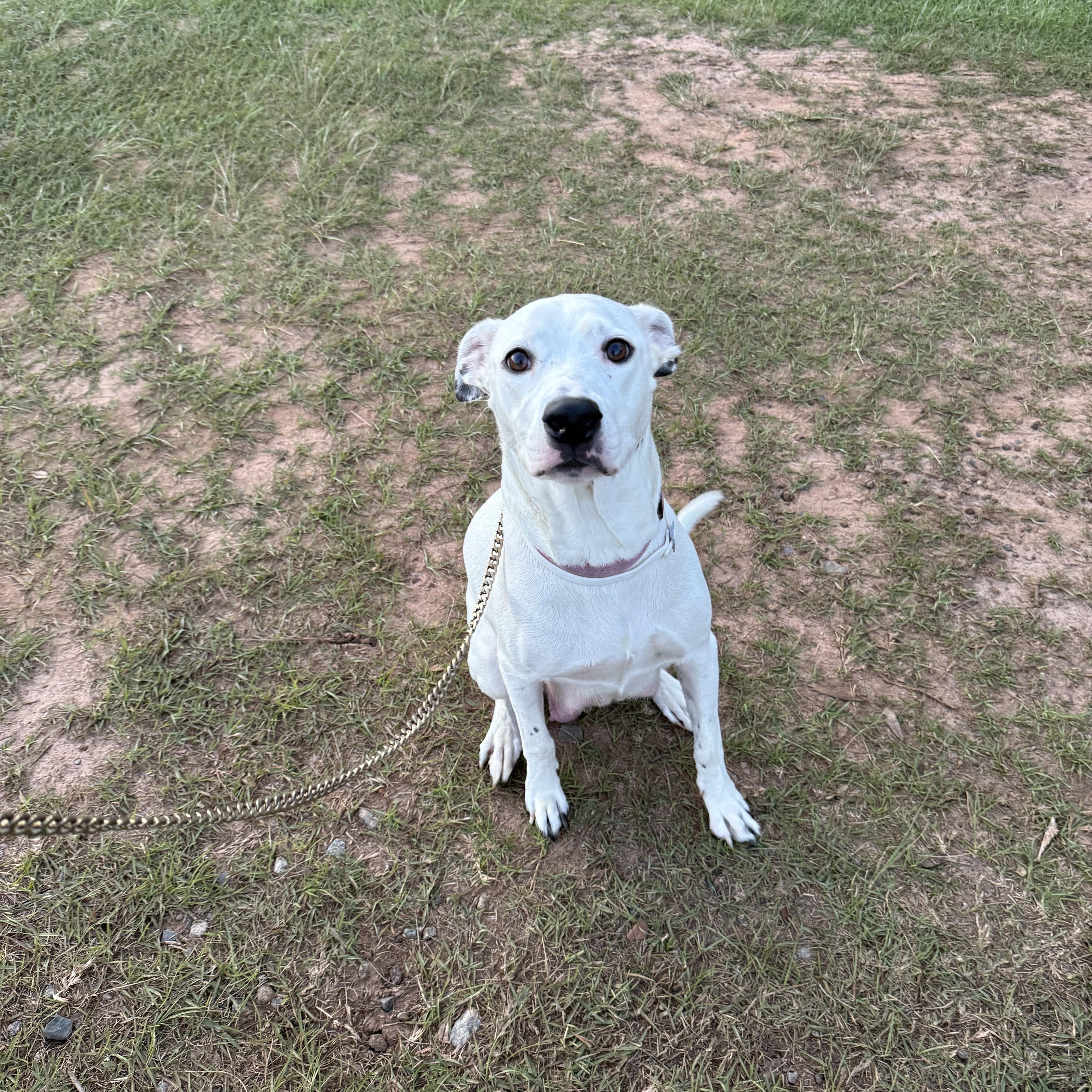 Chloe, a ADOPTABLE mixed breed in Leesburg, GA image 1/2