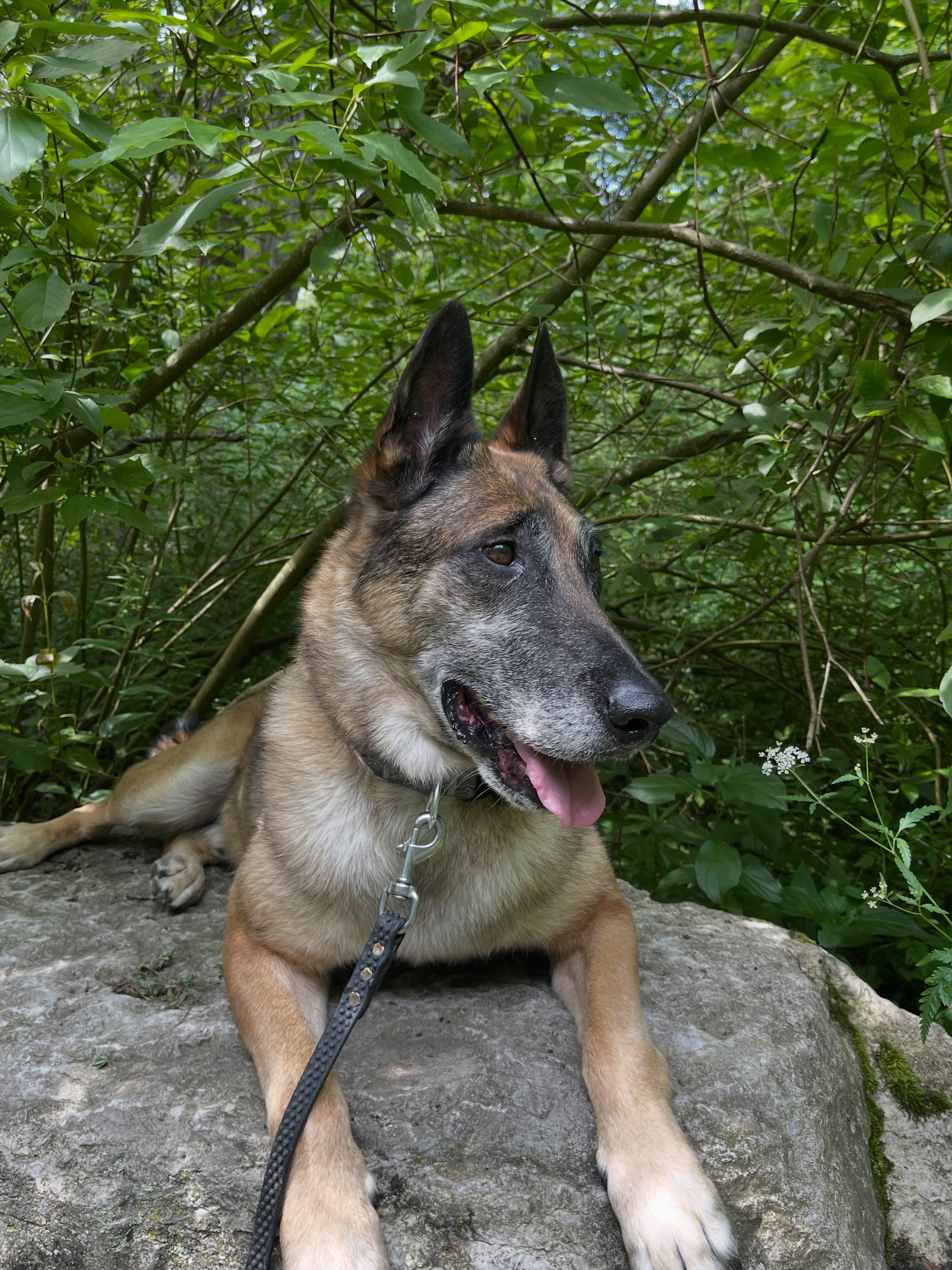 Max, Adoptable, Adult Male Belgian Shepherd / Malinois.