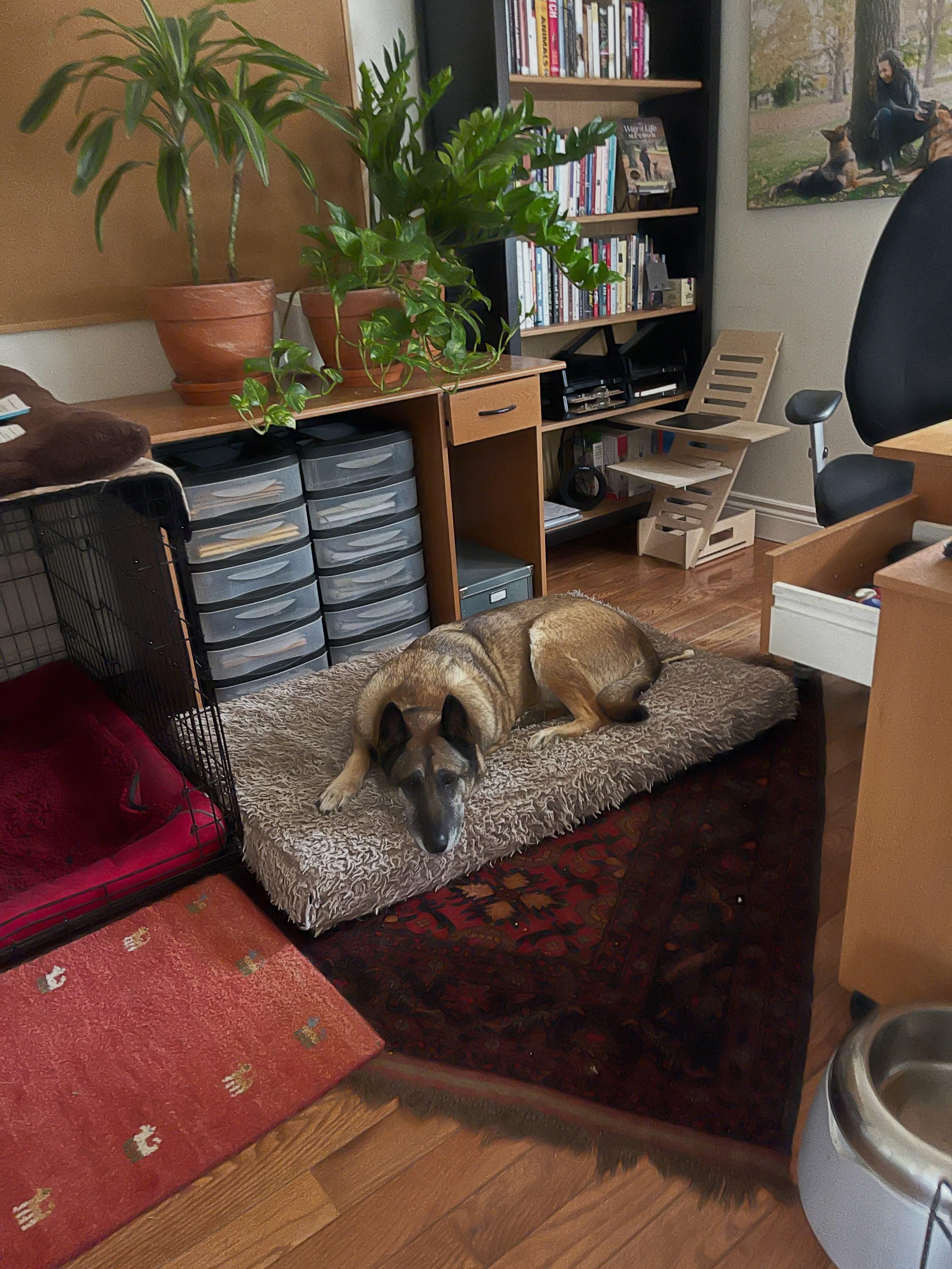 Enlarge Max, a Adoptable Belgian Shepherd / Malinois in Rockwood, ON image 4/5
