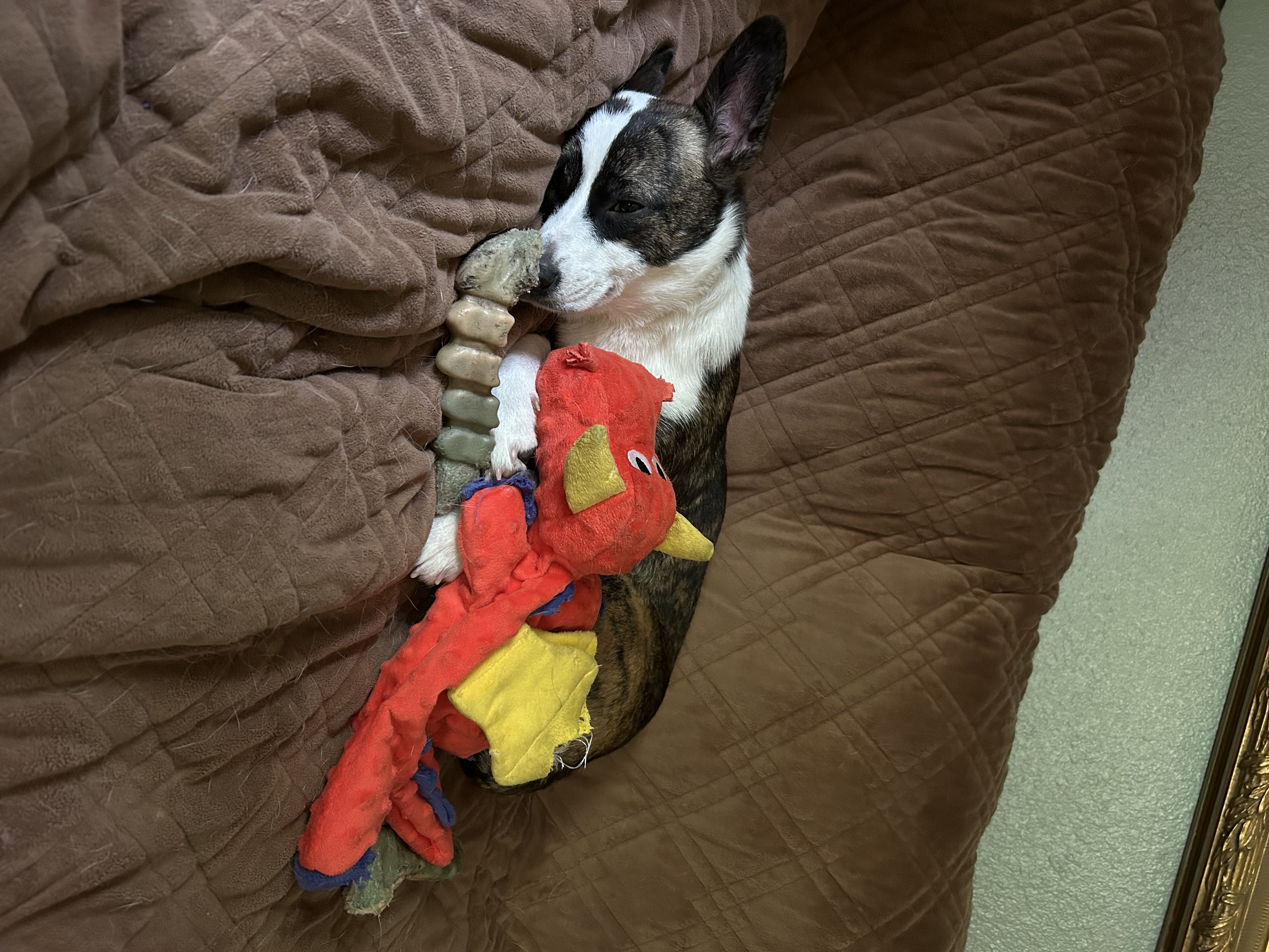 Enlarge Stella, a Adopted Pembroke Welsh Corgi in Lufkin, TX image 2/2