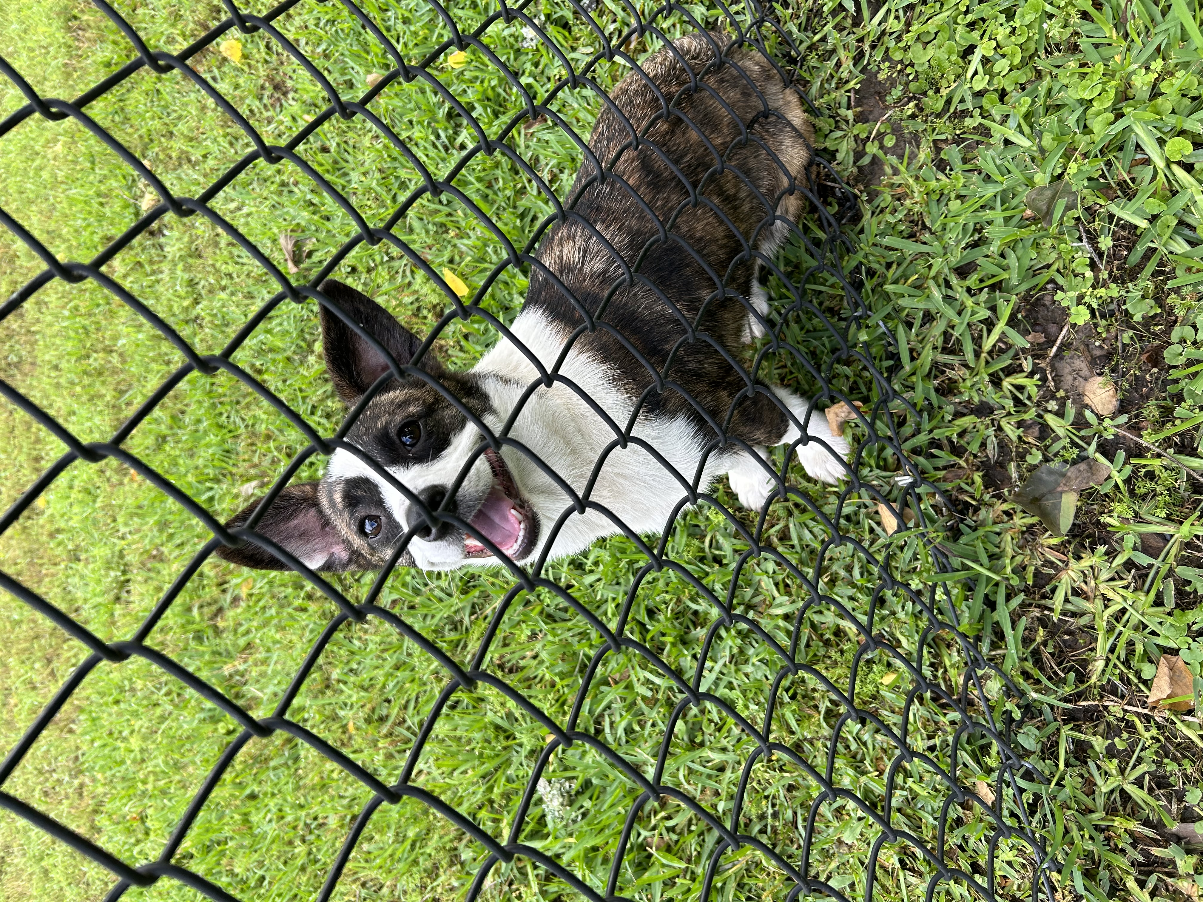 Enlarge Stella, a Adopted Pembroke Welsh Corgi in Lufkin, TX image 1/2
