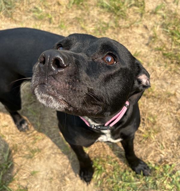 Roo, Adoptable, Young Female Pit Bull Terrier & American Bulldog.