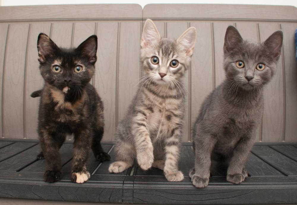 Mingus (gets adopted with Elden), a Adoptable Tabby in Westminster, CO image 3/3