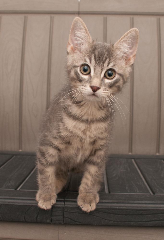 Mingus (gets adopted with Elden), a Adoptable Tabby in Westminster, CO image 2/3