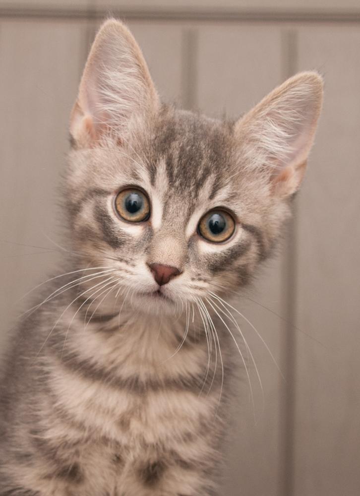 Mingus (gets adopted with Elden), Adoptable, Kitten Male Tabby.