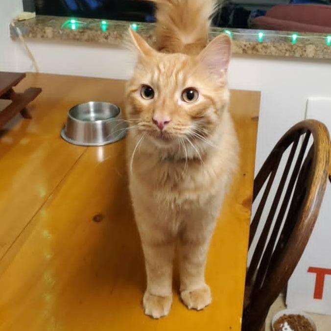 Murphy, Adoptable, Young Male Domestic Long Hair.