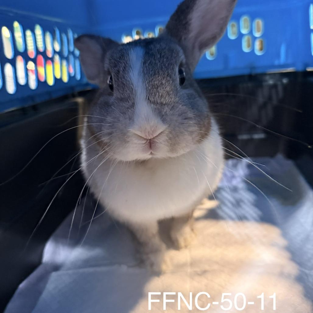 Enlarge Willow, a Adoptable American in Colfax, NC image 1/5
