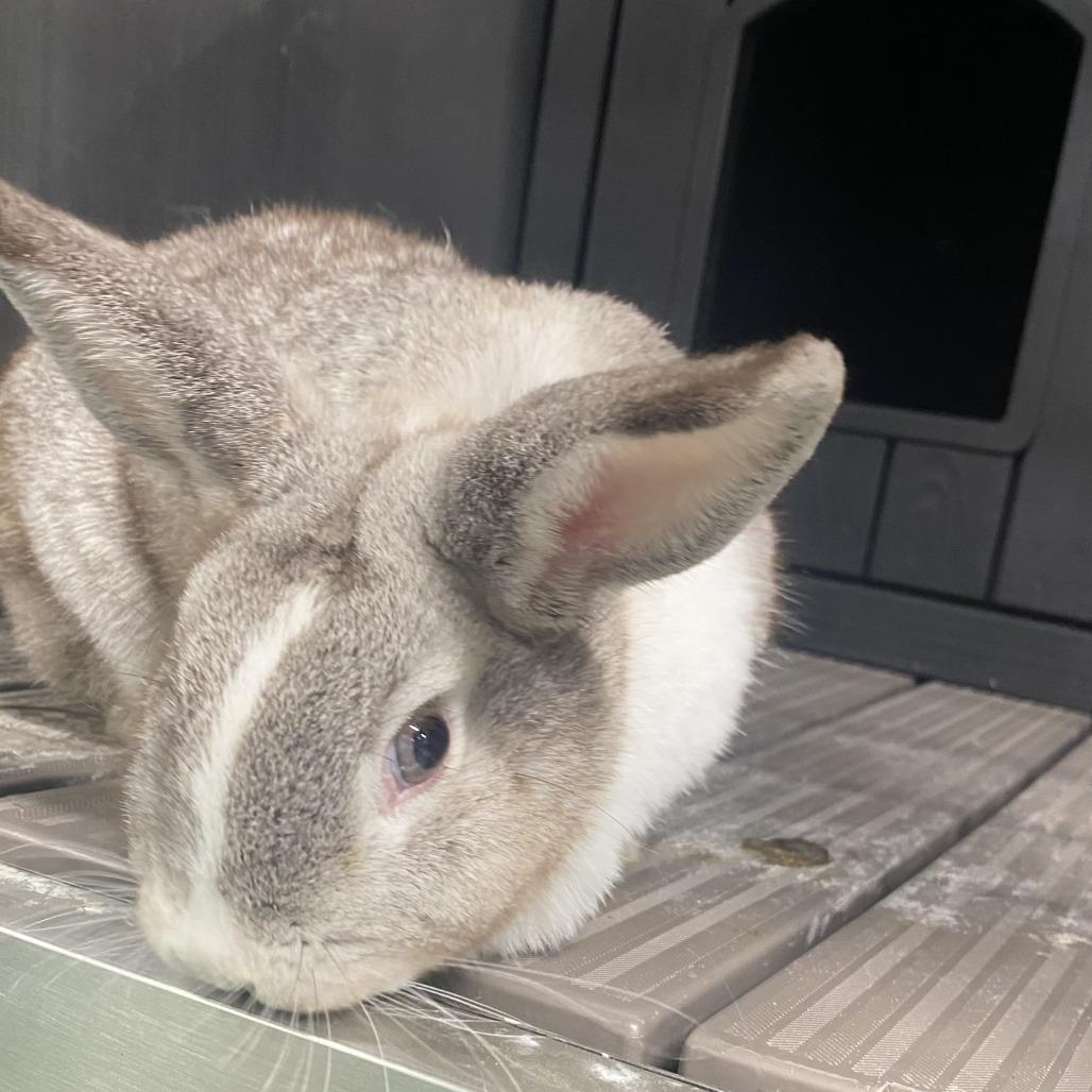 Enlarge Willow, a Adoptable American in Colfax, NC image 2/5