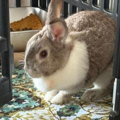 Enlarge Willow, a Adoptable American in Colfax, NC image 3/5