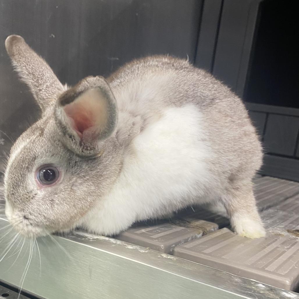 Enlarge Willow, a Adoptable American in Colfax, NC image 4/5