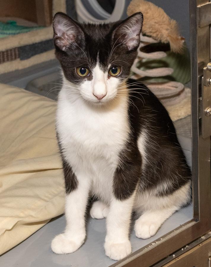 Jagger, a ADOPTABLE Domestic Short Hair in Paramus, NJ image 3/4