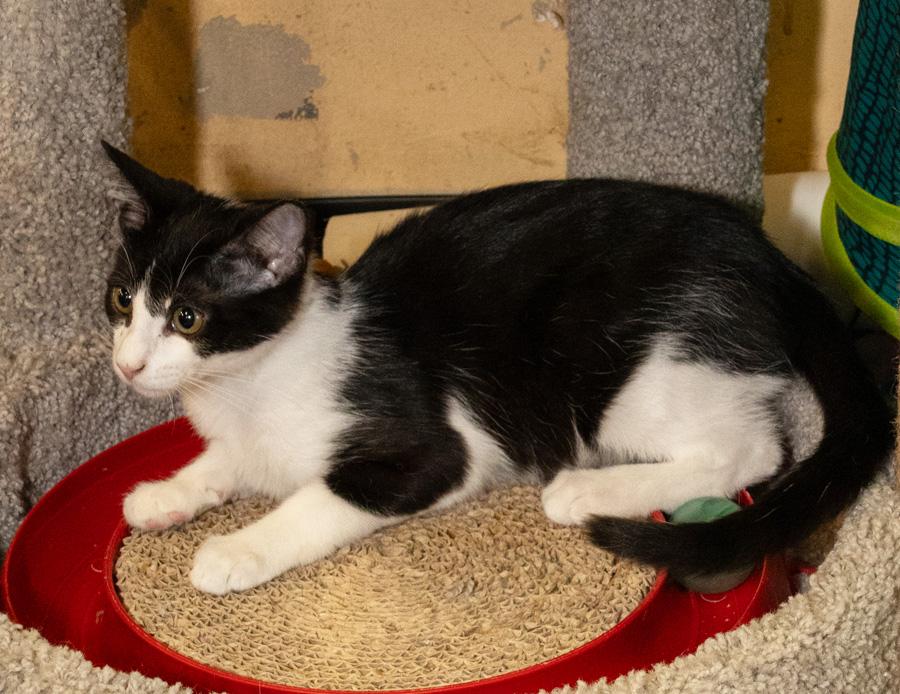 Jagger, a ADOPTABLE Domestic Short Hair in Paramus, NJ image 4/4