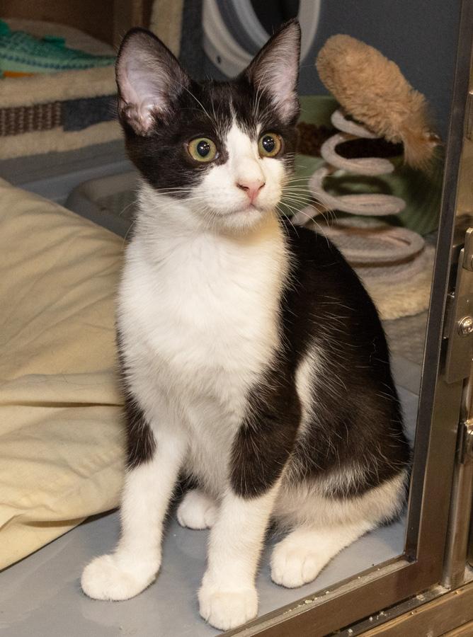 Jagger, ADOPTABLE, Kitten Male Domestic Short Hair.