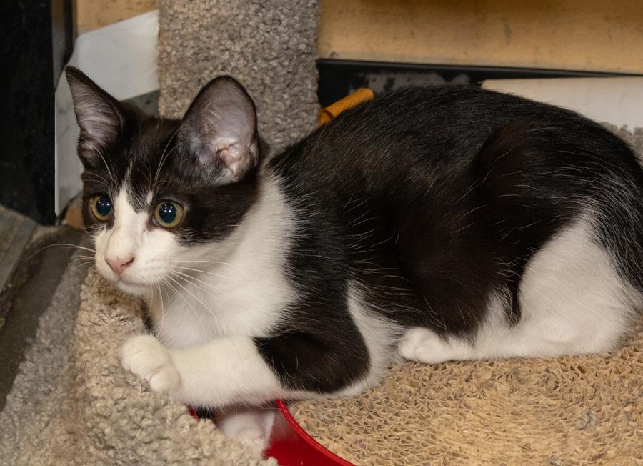 Jagger, a ADOPTABLE Domestic Short Hair in Paramus, NJ image 2/4