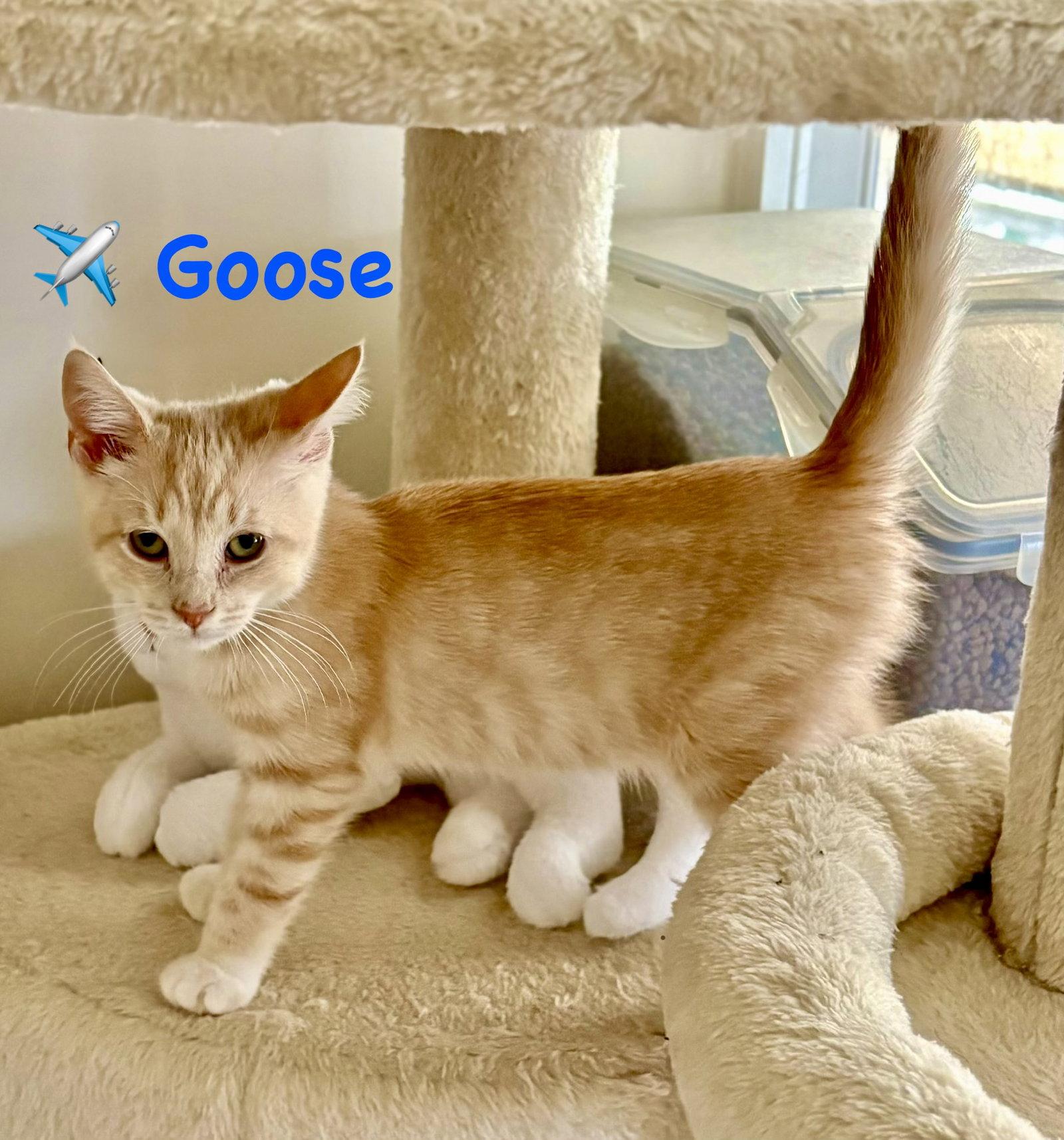 Enlarge Goose, a Adoptable Domestic Short Hair in Reston, VA image 3/3