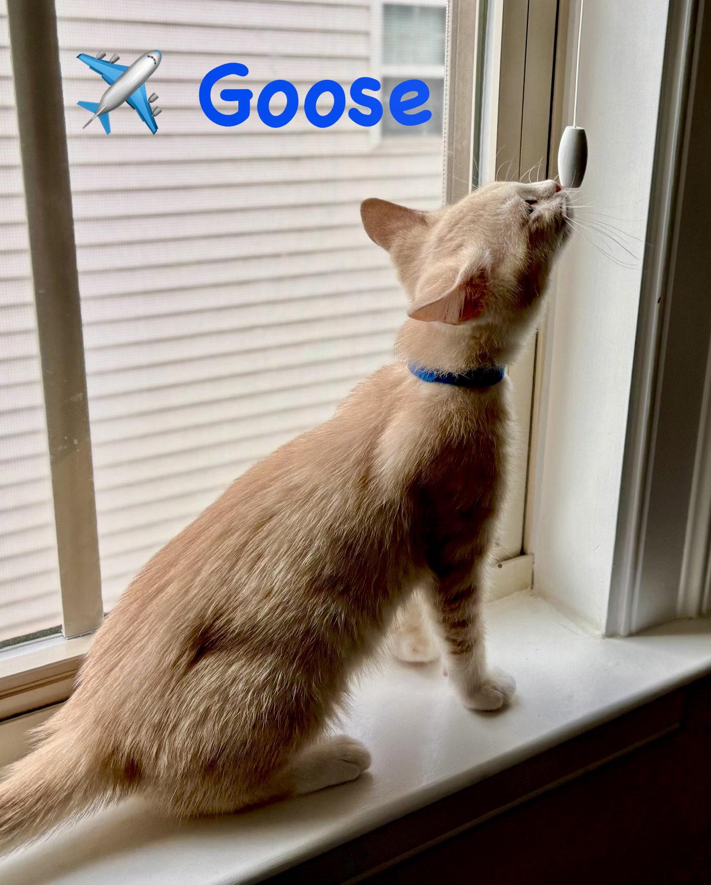 Enlarge Goose, a Adoptable Domestic Short Hair in Reston, VA image 2/3