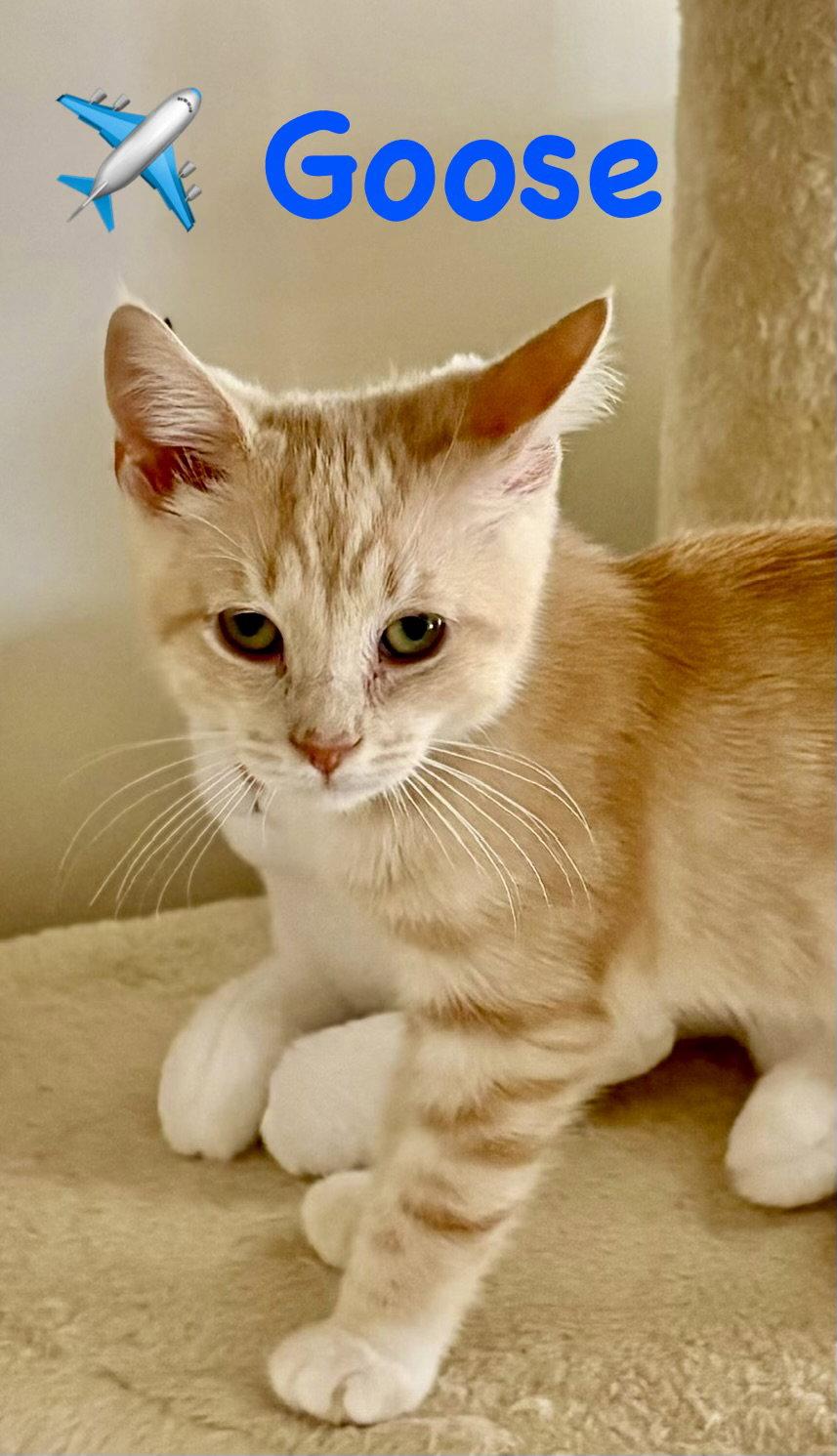 Enlarge Goose, a Adoptable Domestic Short Hair in Reston, VA image 1/3