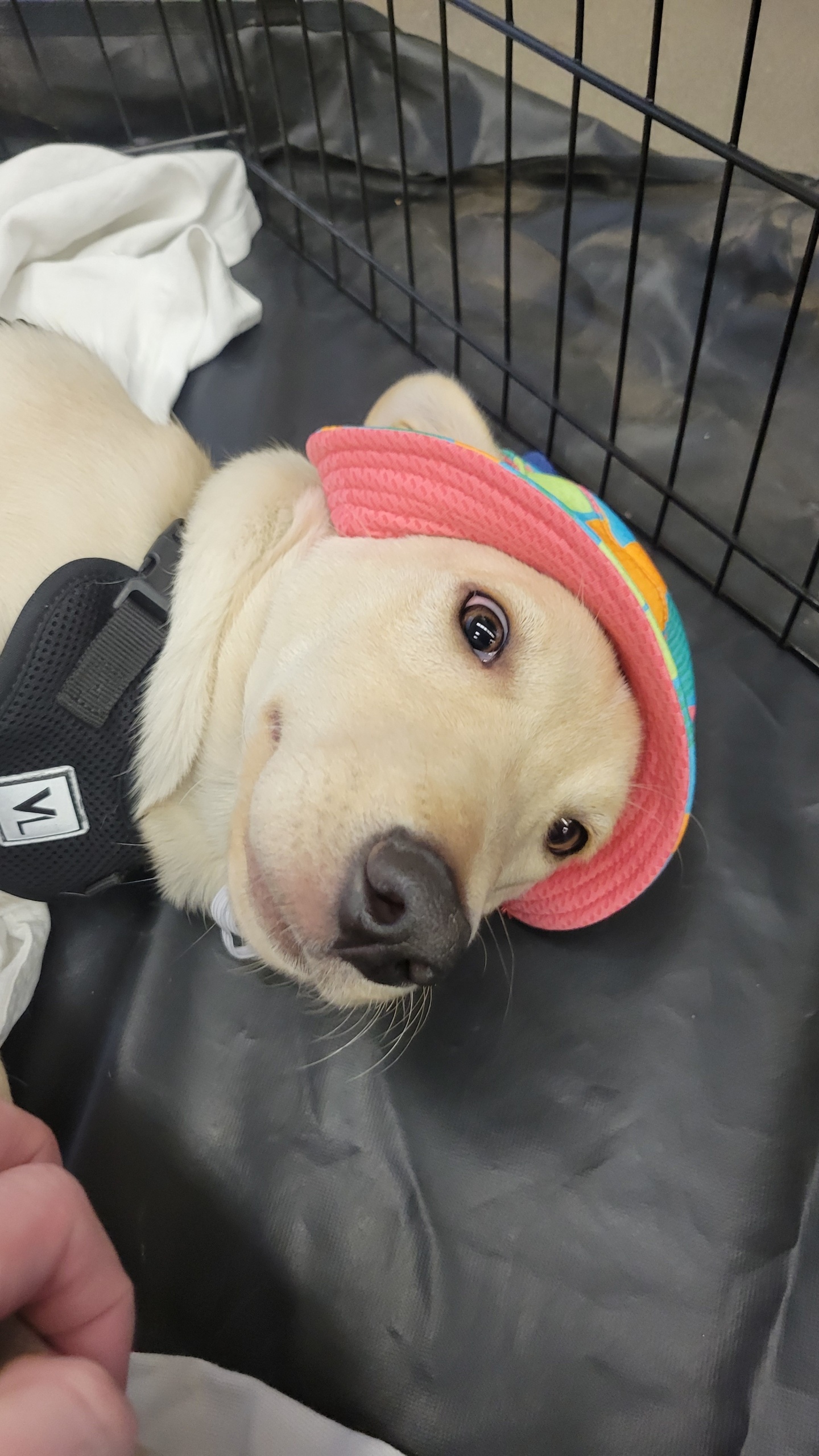 Blondie, a Adoptable mixed breed in Tonopah, AZ image 1/3