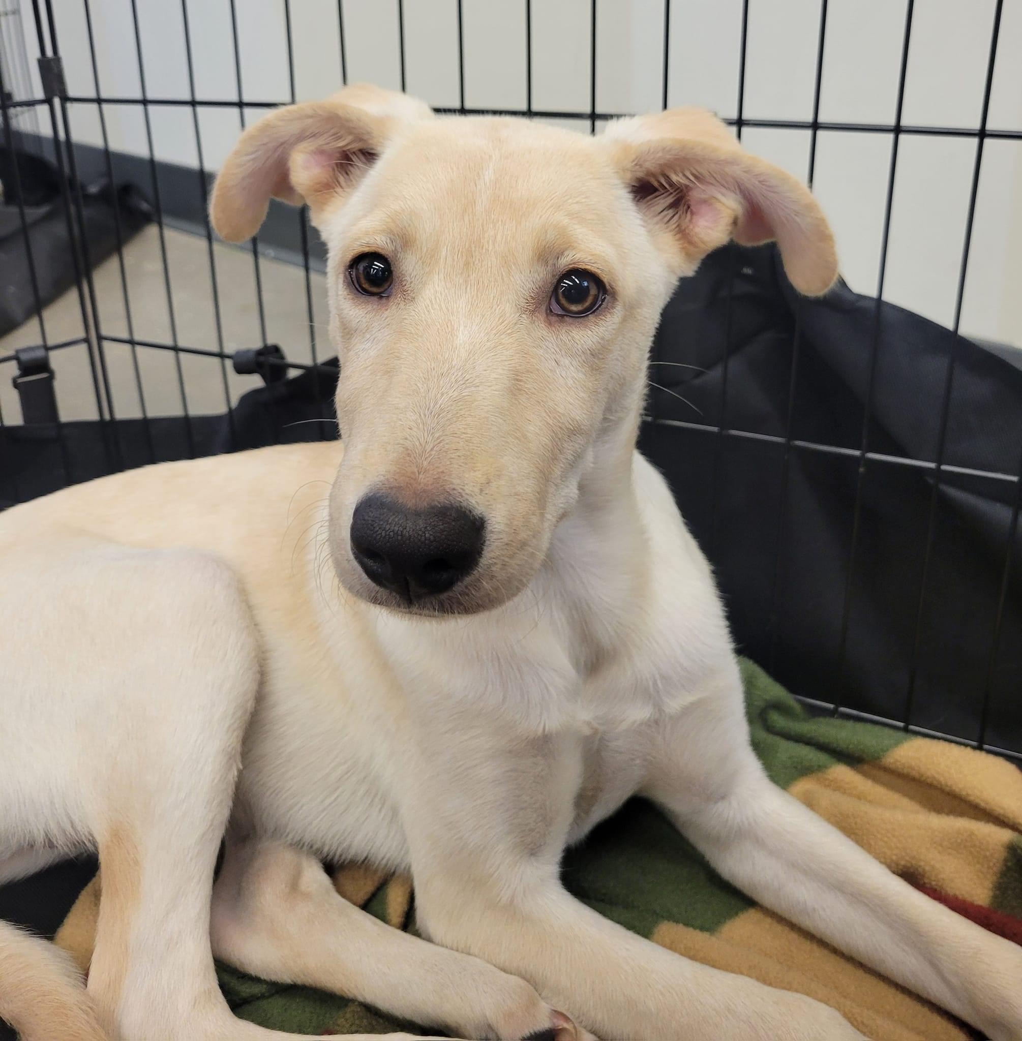 Blondie, a Adoptable mixed breed in Tonopah, AZ image 2/3
