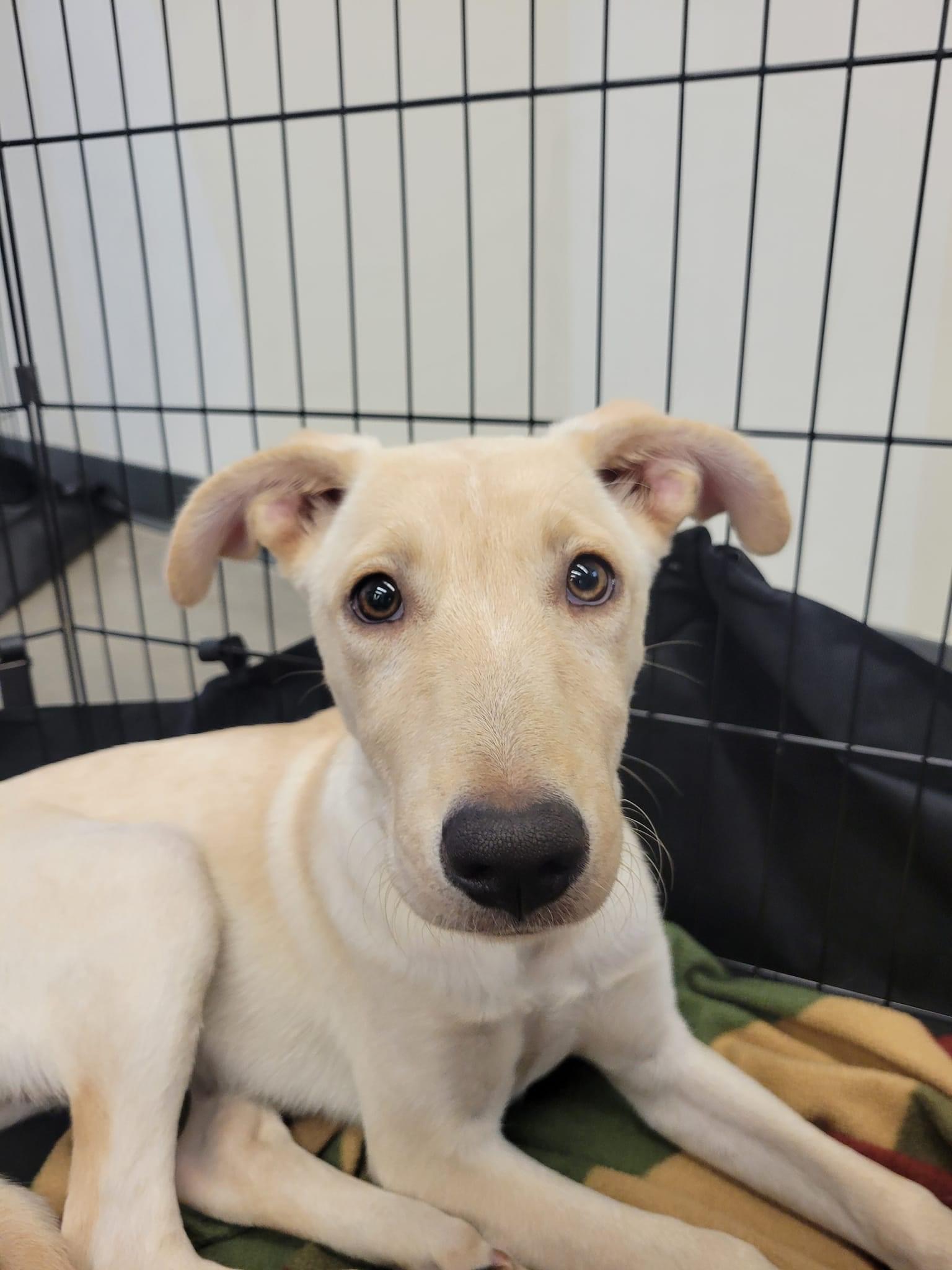 Blondie, a Adoptable mixed breed in Tonopah, AZ image 3/3