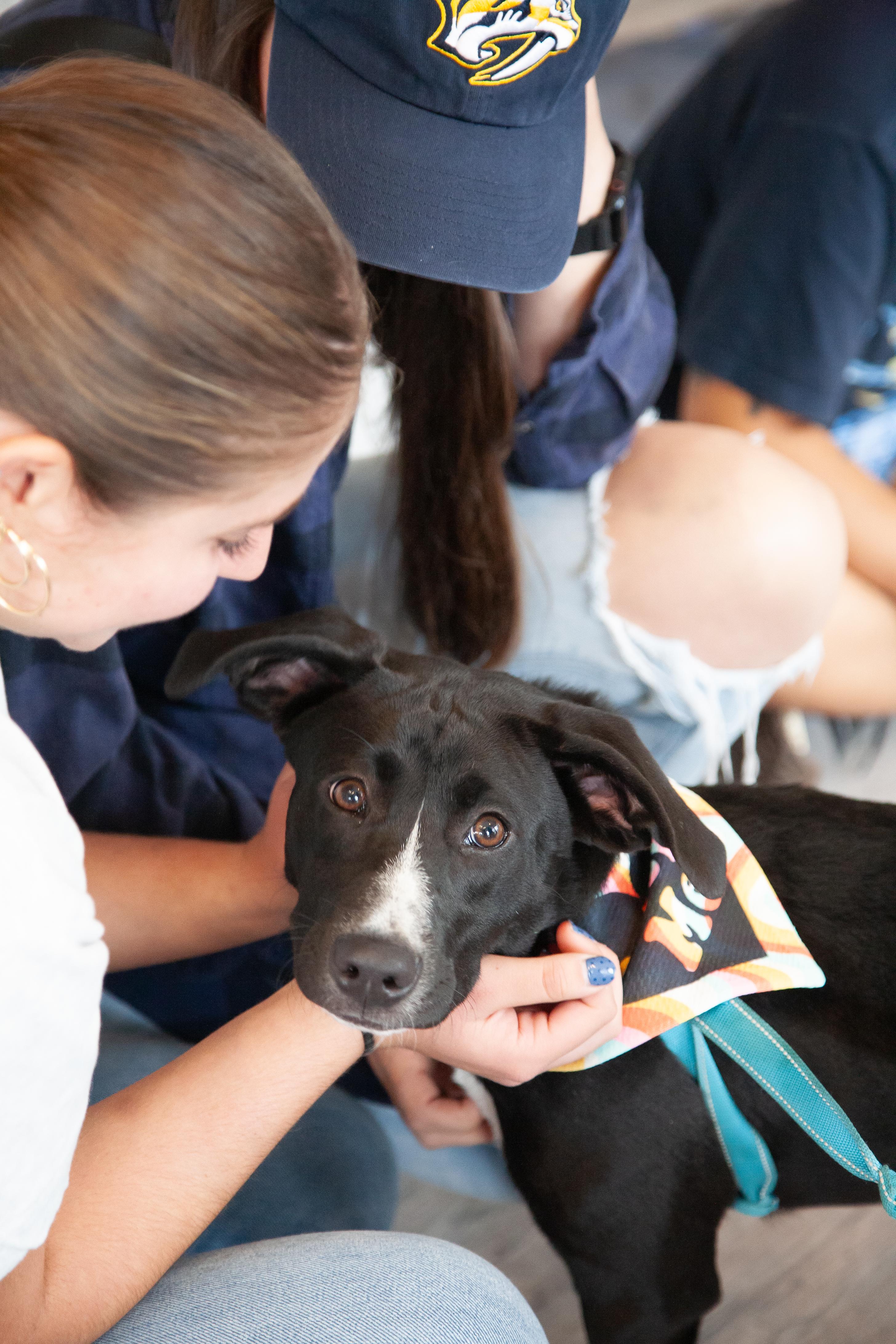 Enlarge Beatriz, a Adoptable mixed breed in Nashville, TN image 2/6
