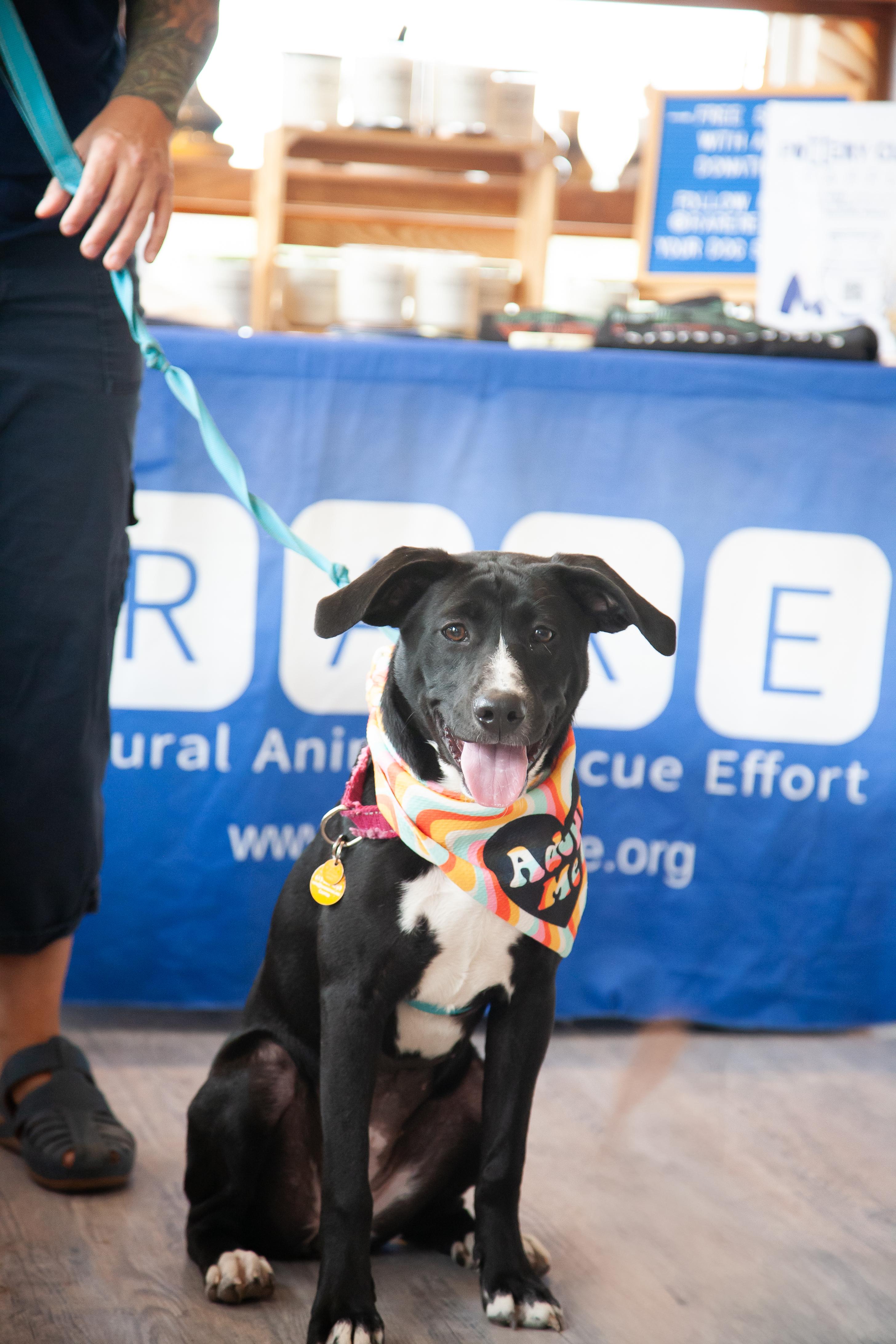 Enlarge Beatriz, a Adoptable mixed breed in Nashville, TN image 4/6