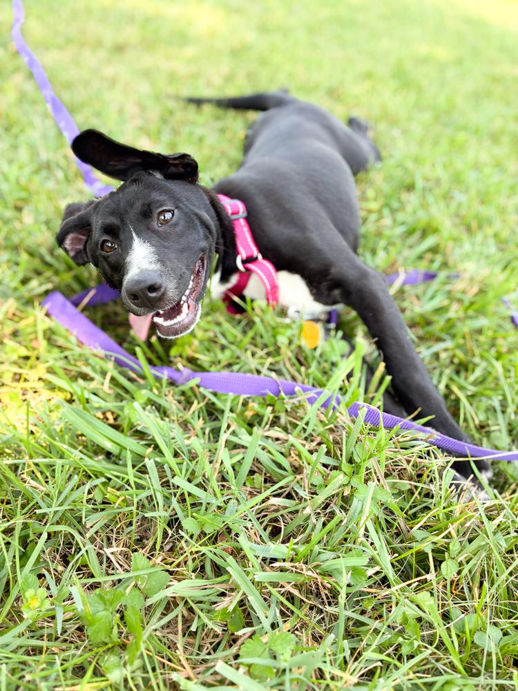 Enlarge Beatriz, a Adoptable mixed breed in Nashville, TN image 6/6