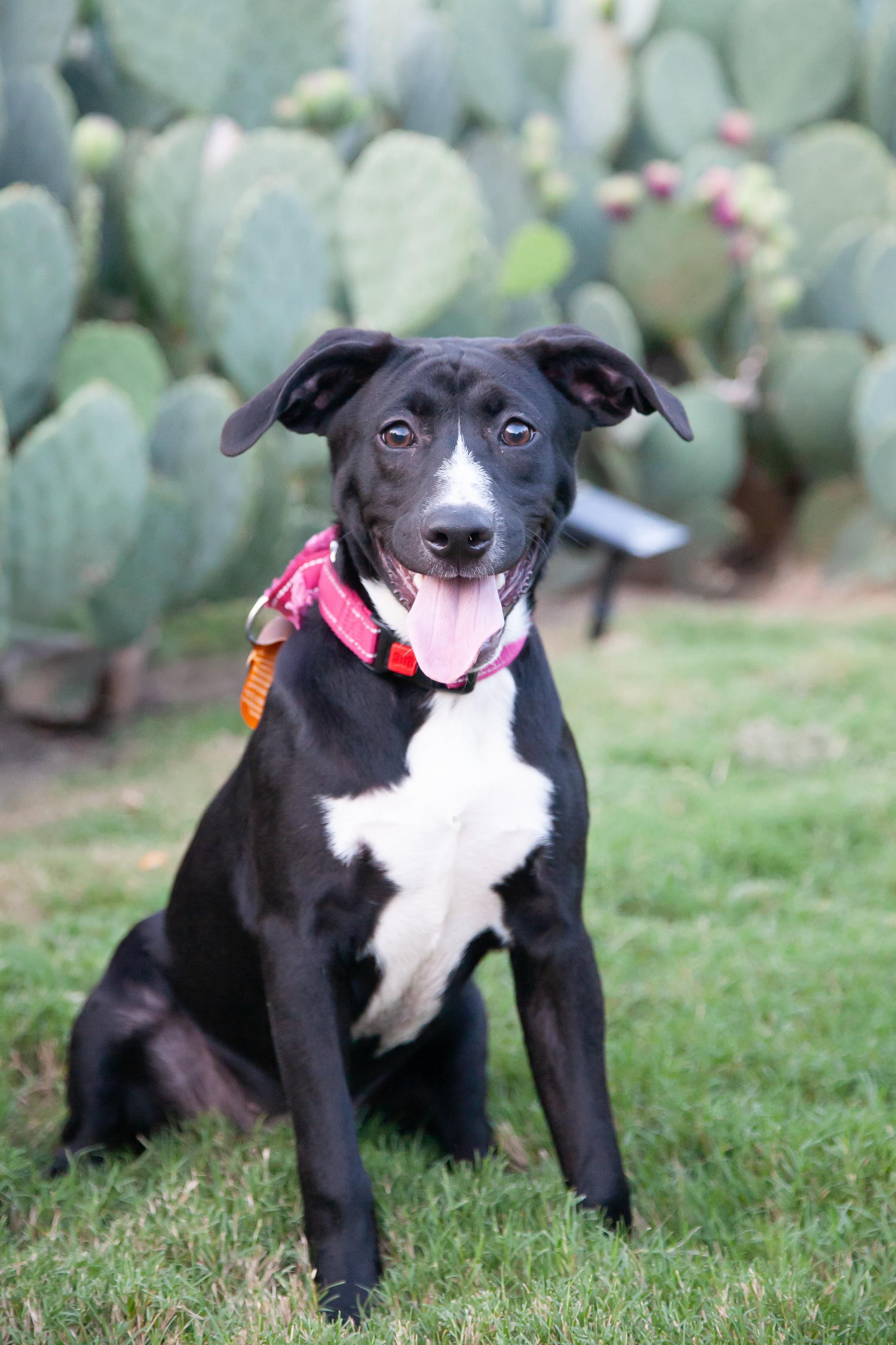 Beatriz, Adoptable, Young Female Black Labrador Retriever.