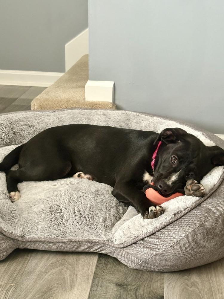 Enlarge Beatriz, a Adoptable mixed breed in Nashville, TN image 5/6