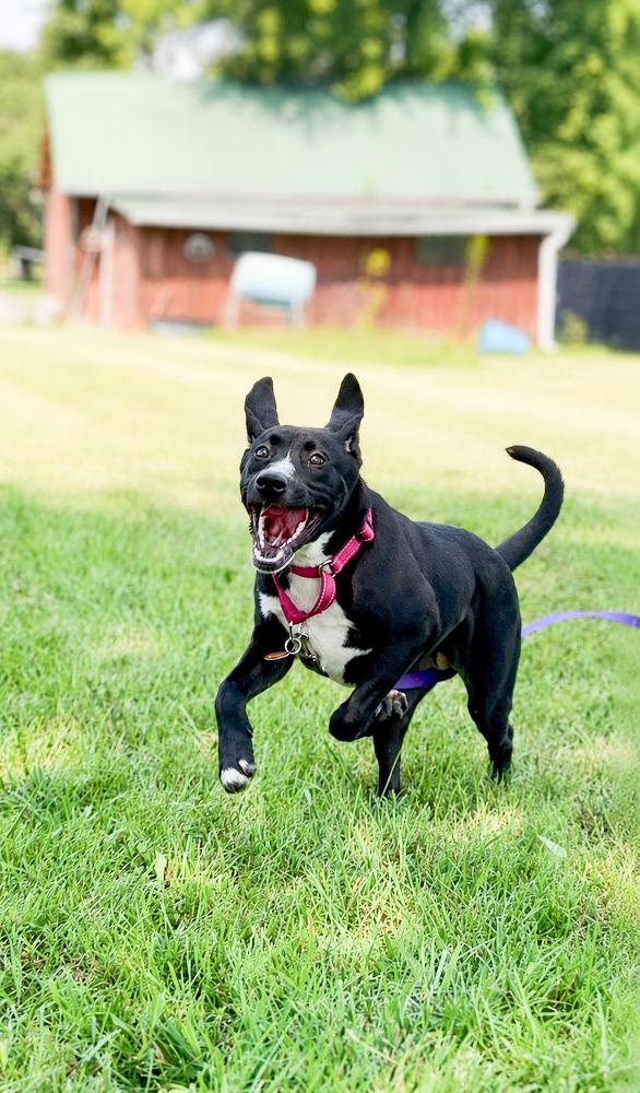 Enlarge Beatriz, a Adoptable mixed breed in Nashville, TN image 3/6