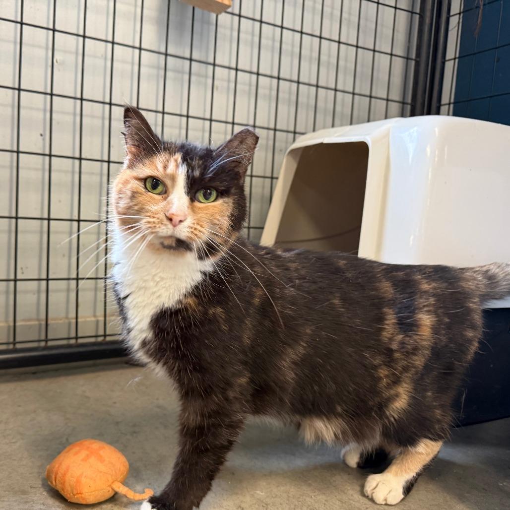 Enlarge Ember, a Adoptable Domestic Medium Hair in Richmond, IN image 1/4