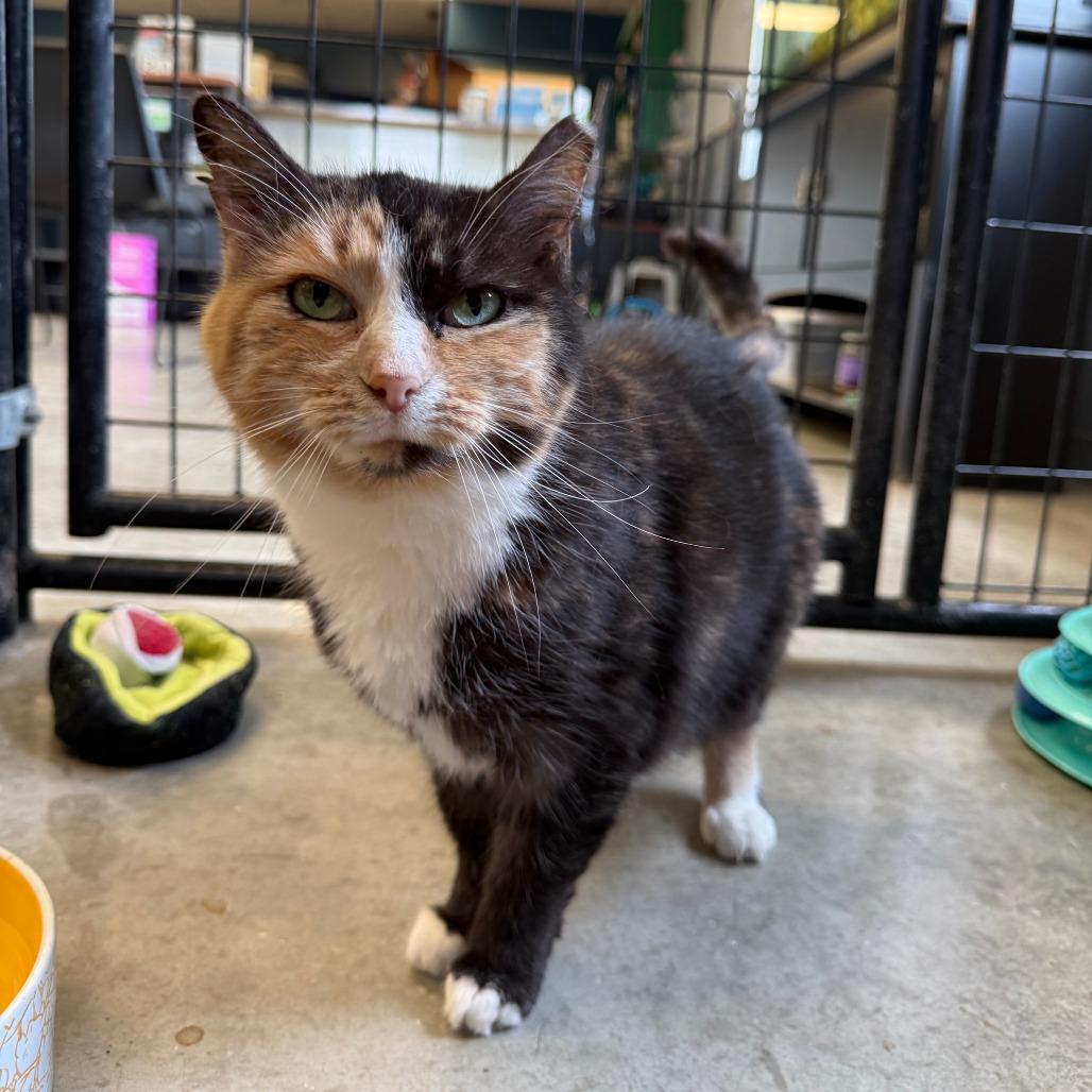 Enlarge Ember, a Adoptable Domestic Medium Hair in Richmond, IN image 2/4
