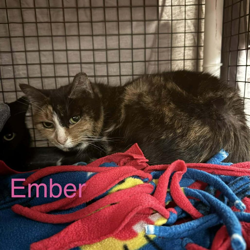 Enlarge Ember, a Adoptable Domestic Medium Hair in Richmond, IN image 1/1