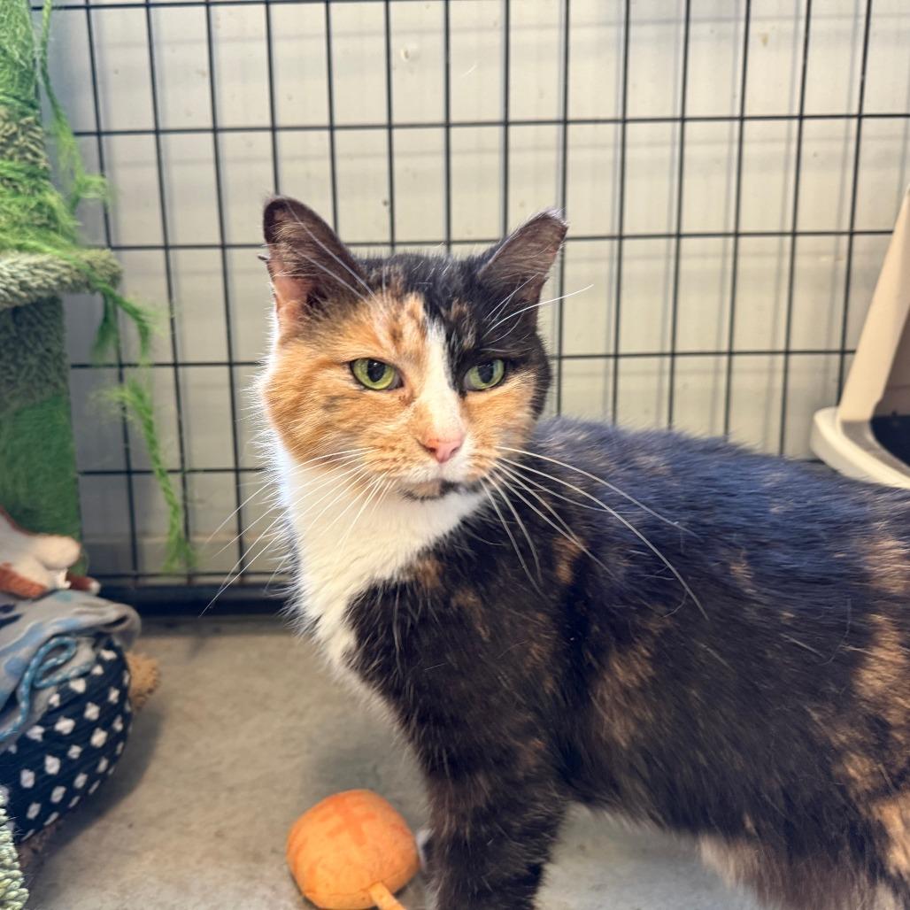 Enlarge Ember, a Adoptable Domestic Medium Hair in Richmond, IN image 3/4