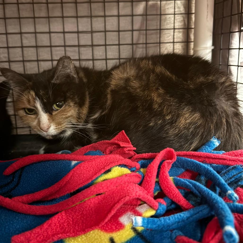 Enlarge Ember, a Adoptable Domestic Medium Hair in Richmond, IN image 4/4