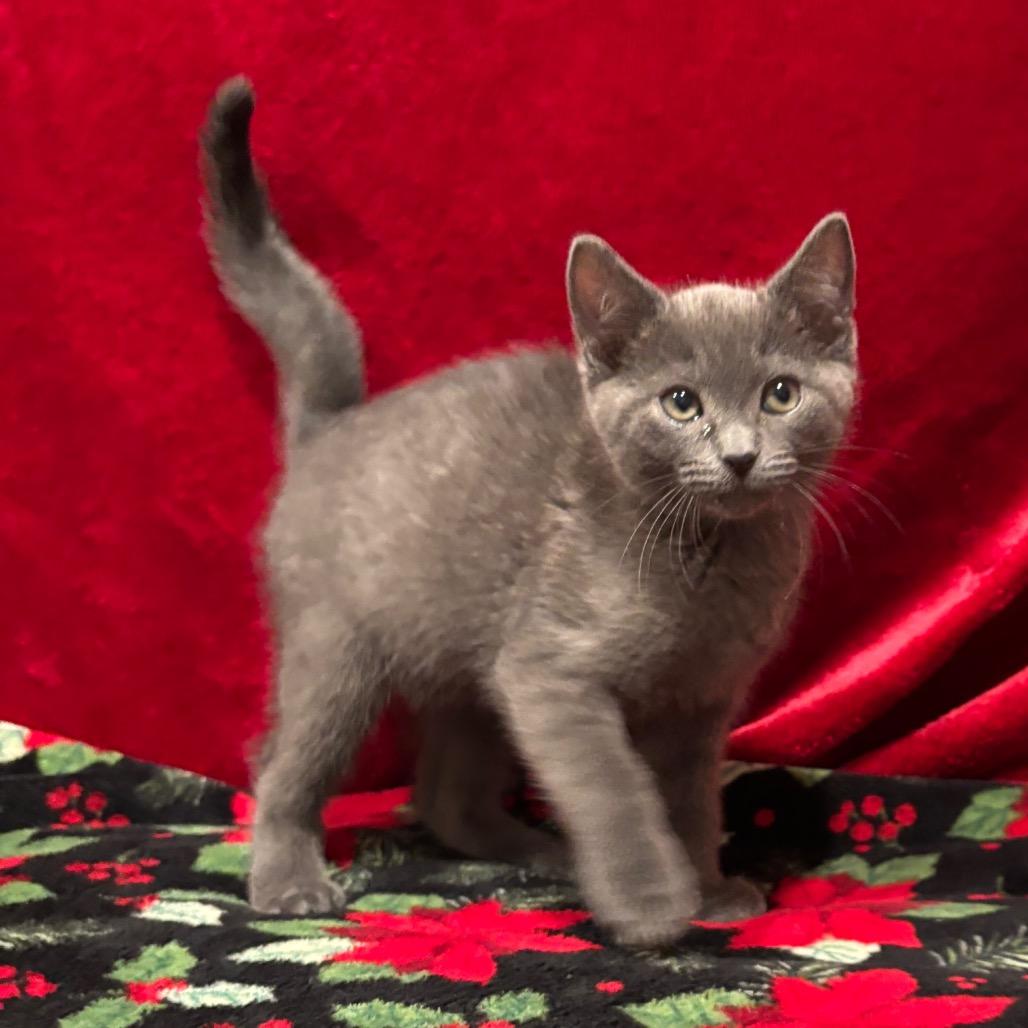 Blueberry, Adoptable, Kitten Male Domestic Short Hair.