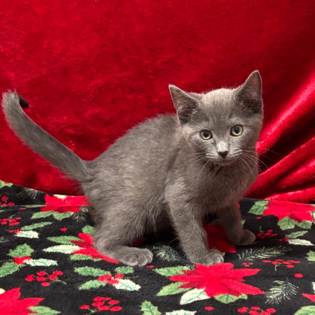 Enlarge Blueberry, a Adoptable Domestic Short Hair in Smithville, TN image 2/3