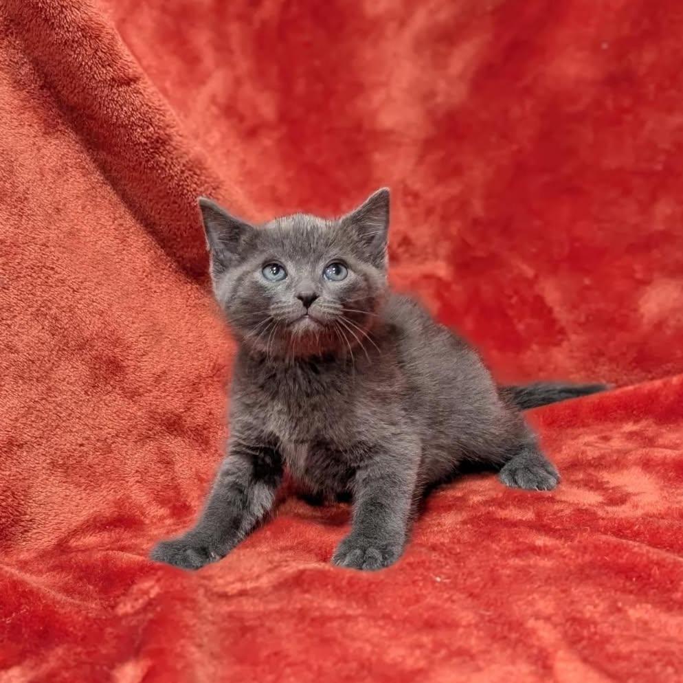 Enlarge Blueberry, a Adoptable Domestic Short Hair in Smithville, TN image 3/3