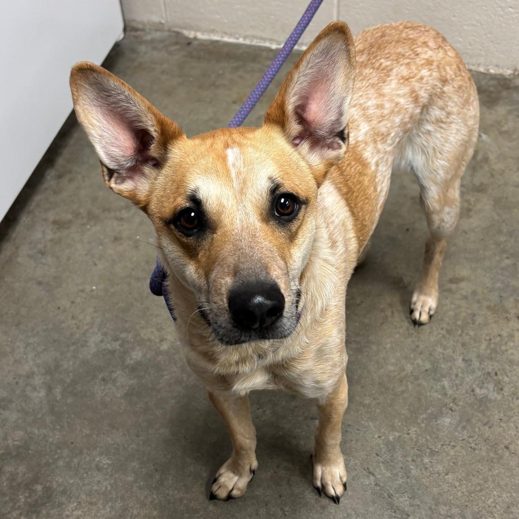 Ben, Adoptable, Young Male Cattle Dog & Mixed Breed.