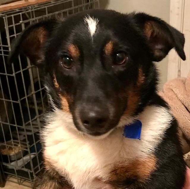 Merle, ADOPTABLE, Young Male Australian Shepherd.