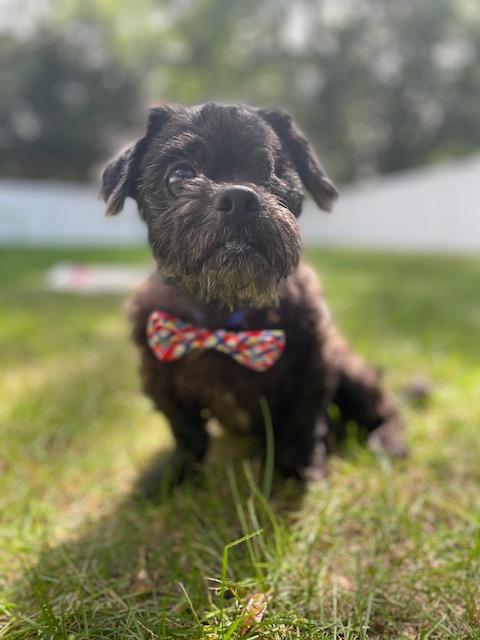 Benjamin is a heartbreakingly sweet senior pup who wound up the NYC shelter because his human could 