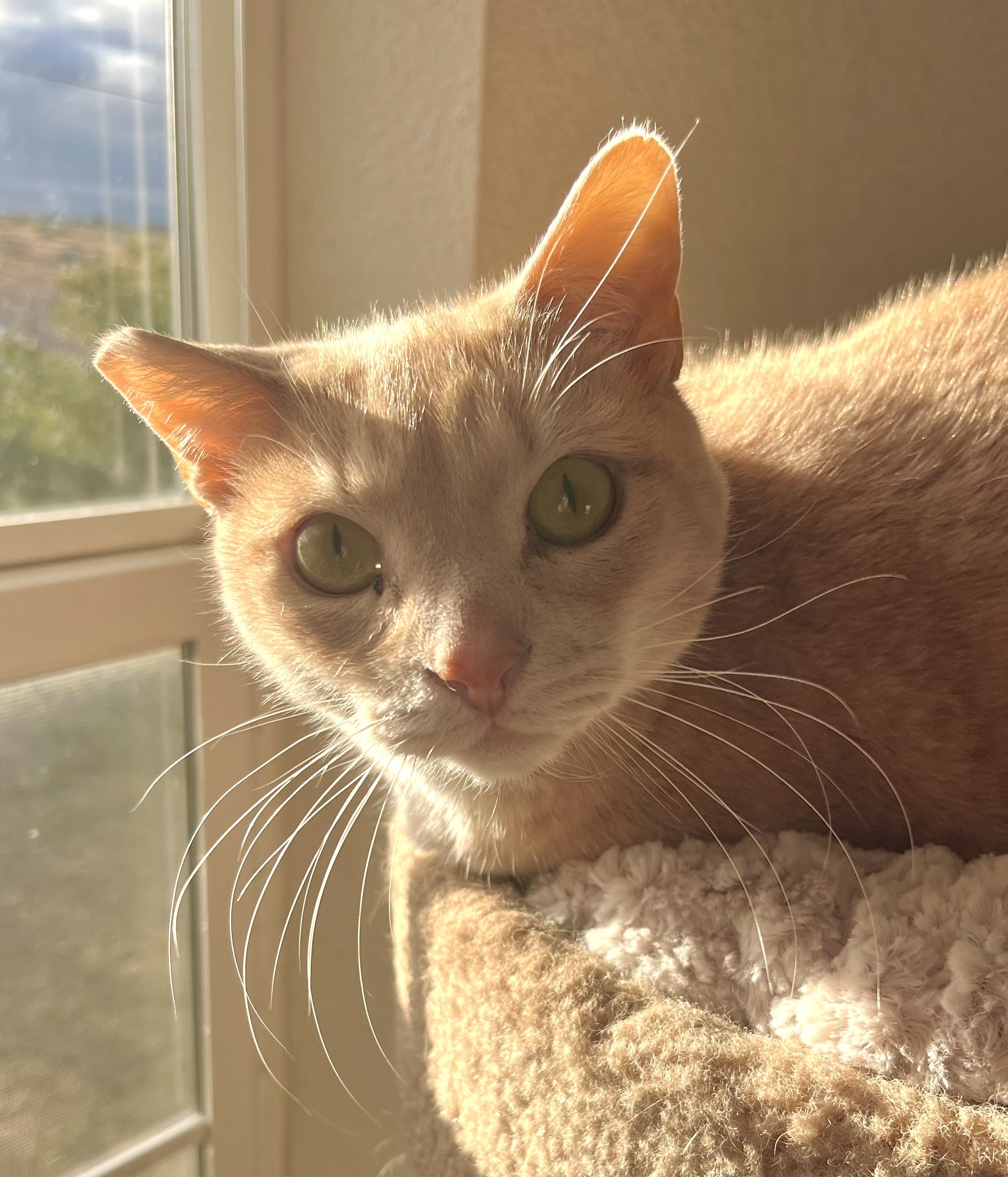 Loo Loo, Adoptable, Adult Male Tabby.