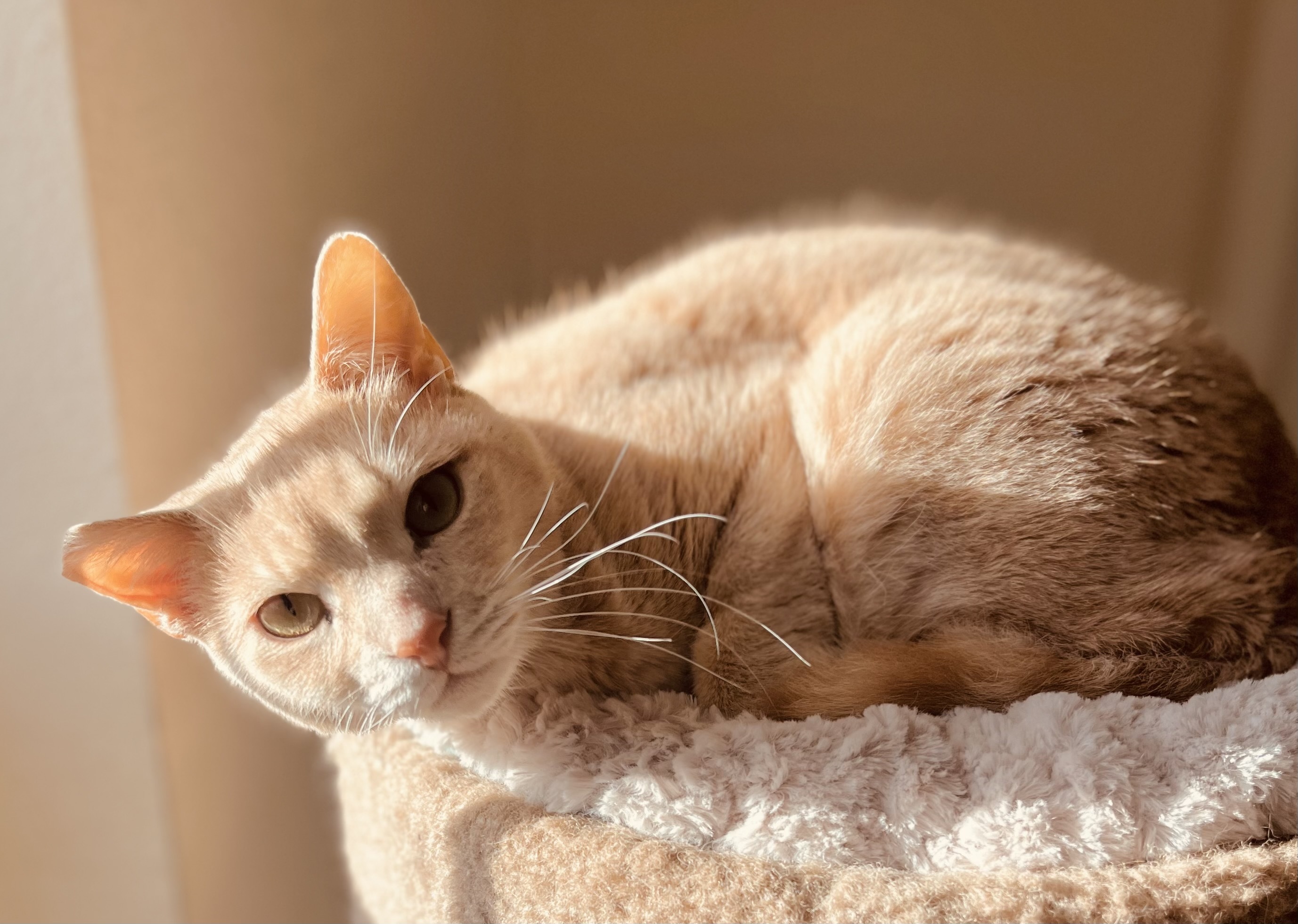 Loo Loo, a Adoptable mixed breed in Lancaster, CA image 2/12