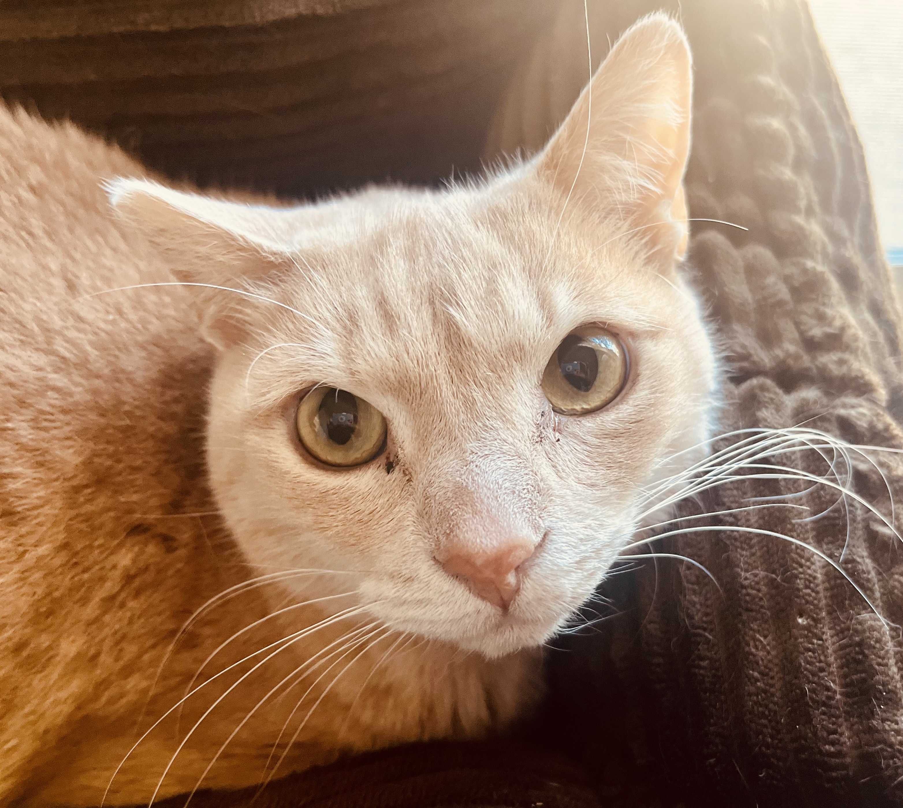 Loo Loo, a Adoptable mixed breed in Lancaster, CA image 3/12