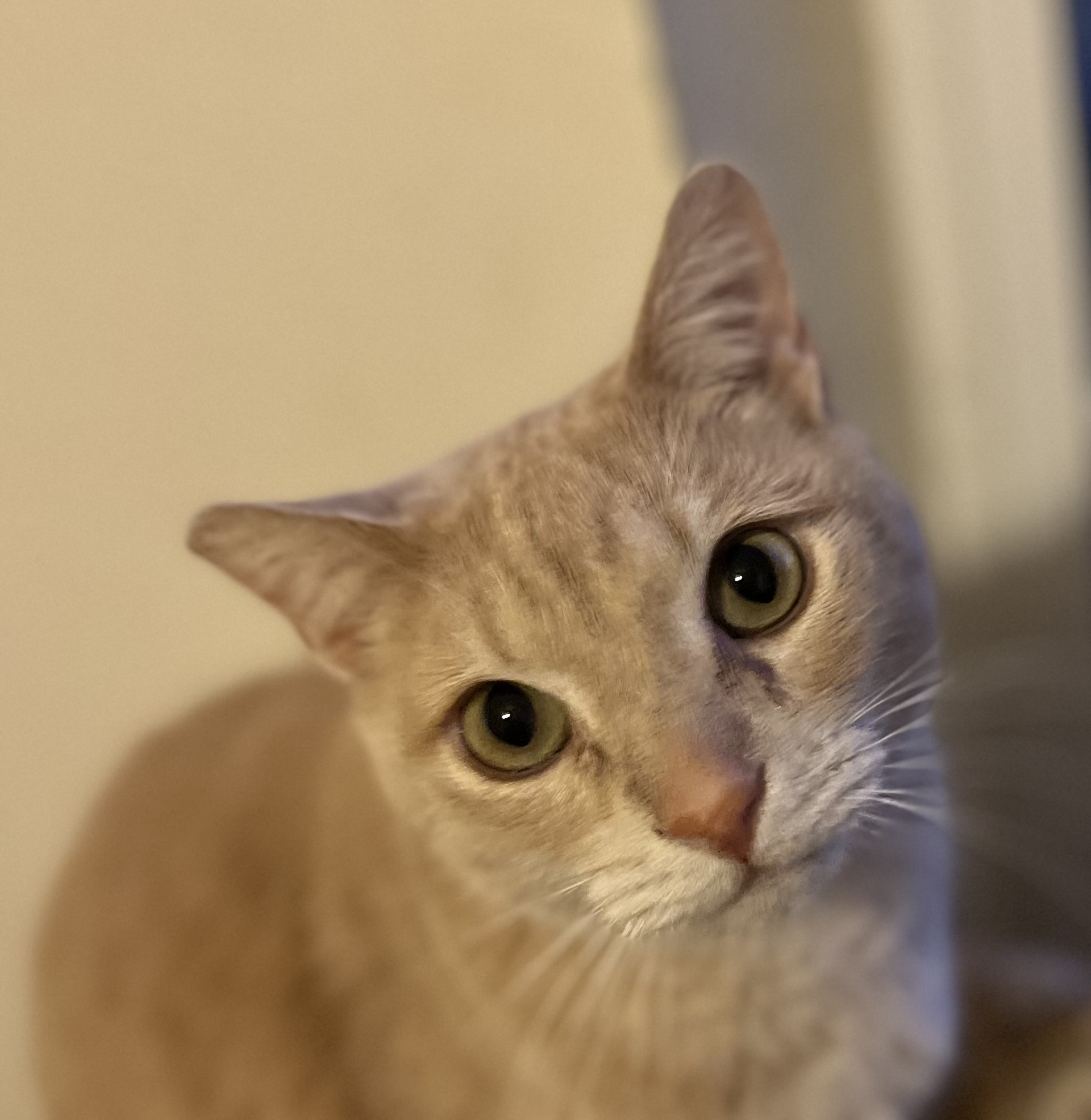 Loo Loo, a Adoptable mixed breed in Lancaster, CA image 4/12