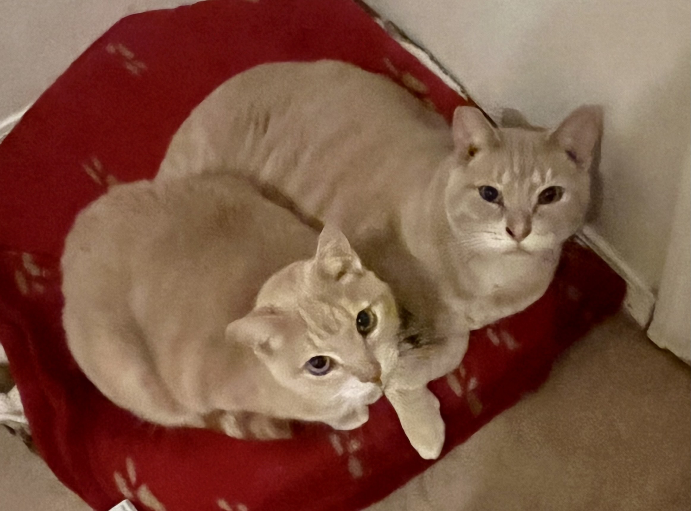 Loo Loo, a Adoptable mixed breed in Lancaster, CA image 5/12