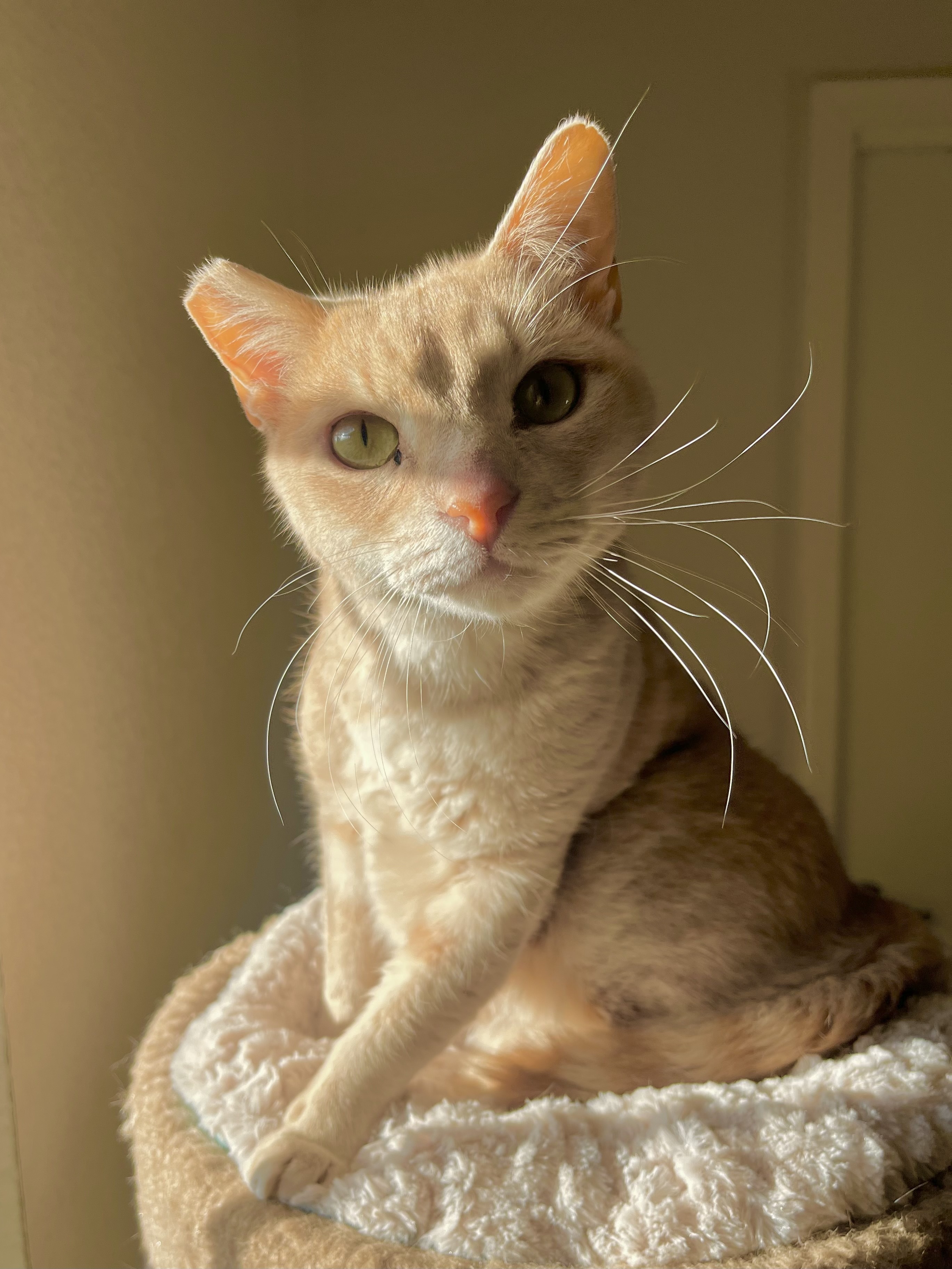 Loo Loo, a Adoptable mixed breed in Lancaster, CA image 6/12