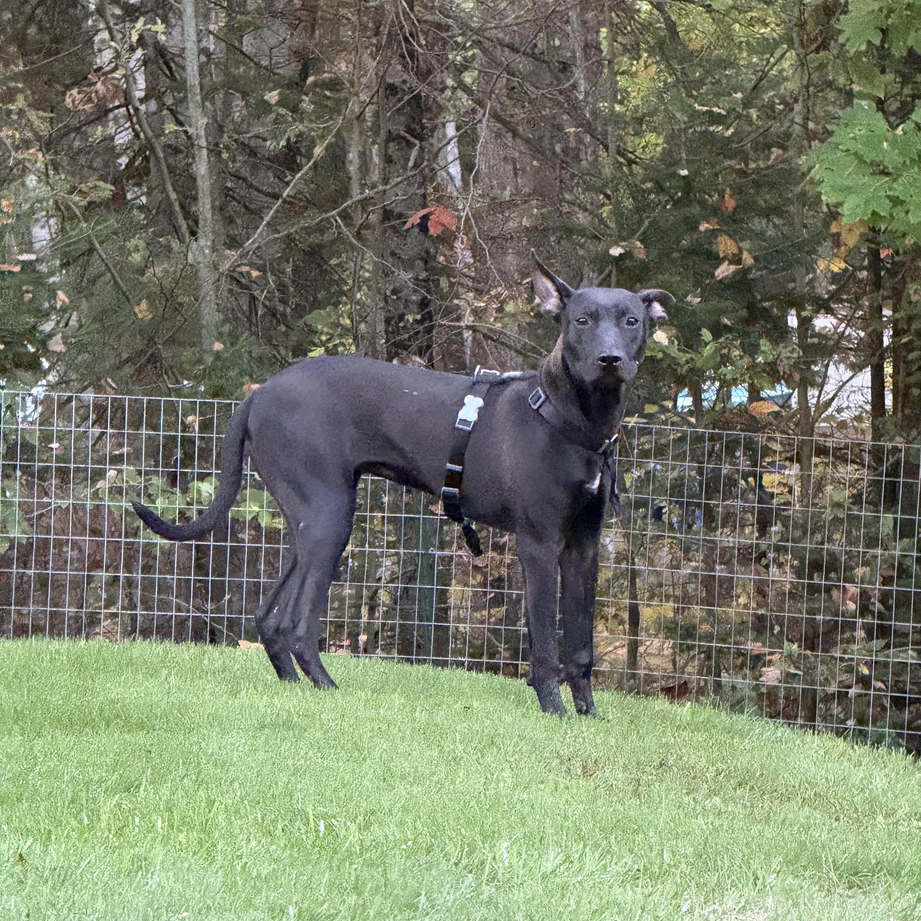 Penny, a Adoptable Mixed Breed in Vassalboro, ME image 3/4